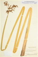 藏品(沼生水蔥)的圖片